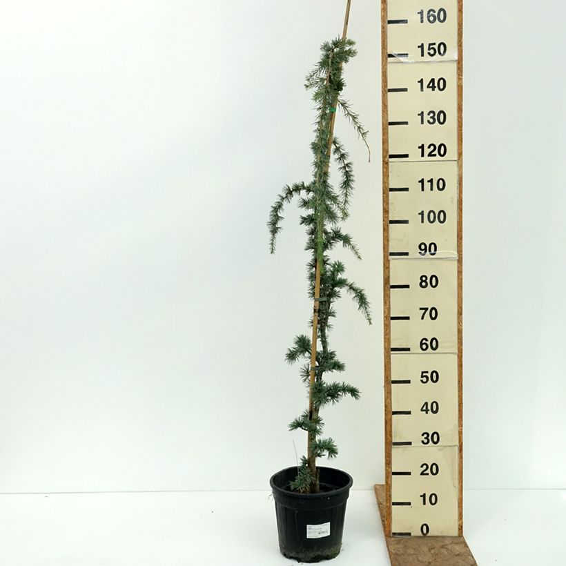 Spécimen de Cèdre de l'Atlas pleureur - Cedrus libani Atlantica Pendula Pot de 7,5L/10L tel que livré en été