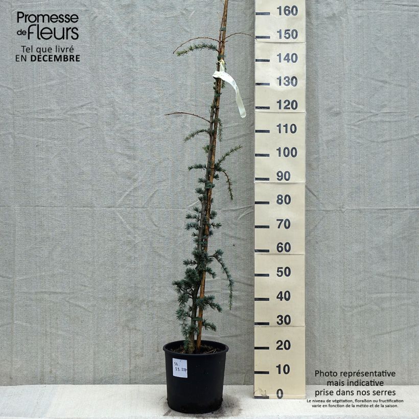 Spécimen de Cèdre de l'Atlas pleureur - Cedrus libani Atlantica Pendula Pot de 7,5L/10L tel que livré en hiver