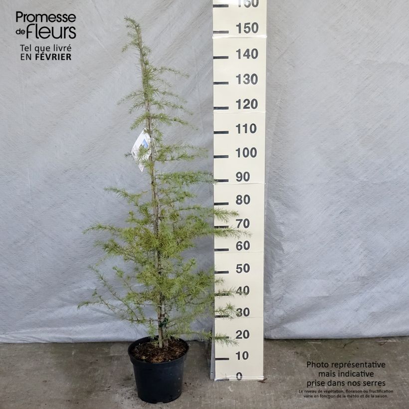 Spécimen de Cèdre de l'Himalaya - Cedrus deodara Pot de 12L/15L tel que livré en hiver