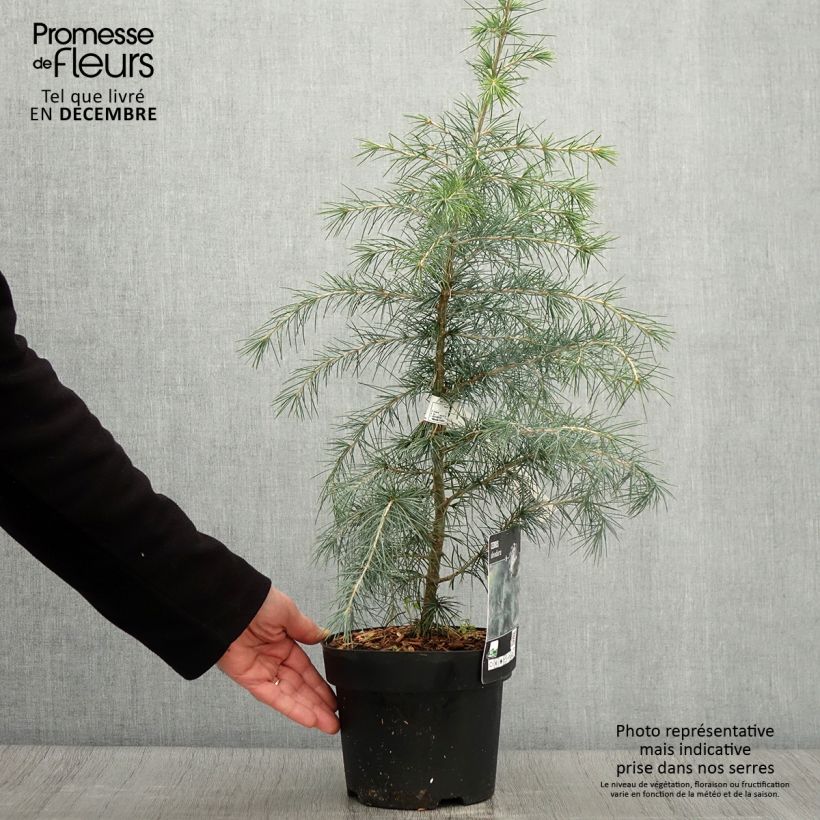Spécimen de Cèdre de l'Himalaya - Cedrus deodara Pot de 3L/4L tel que livré en automne