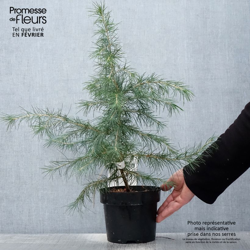 Spécimen de Cèdre de l'Himalaya - Cedrus deodara Pot de 3L/4L tel que livré en hiver