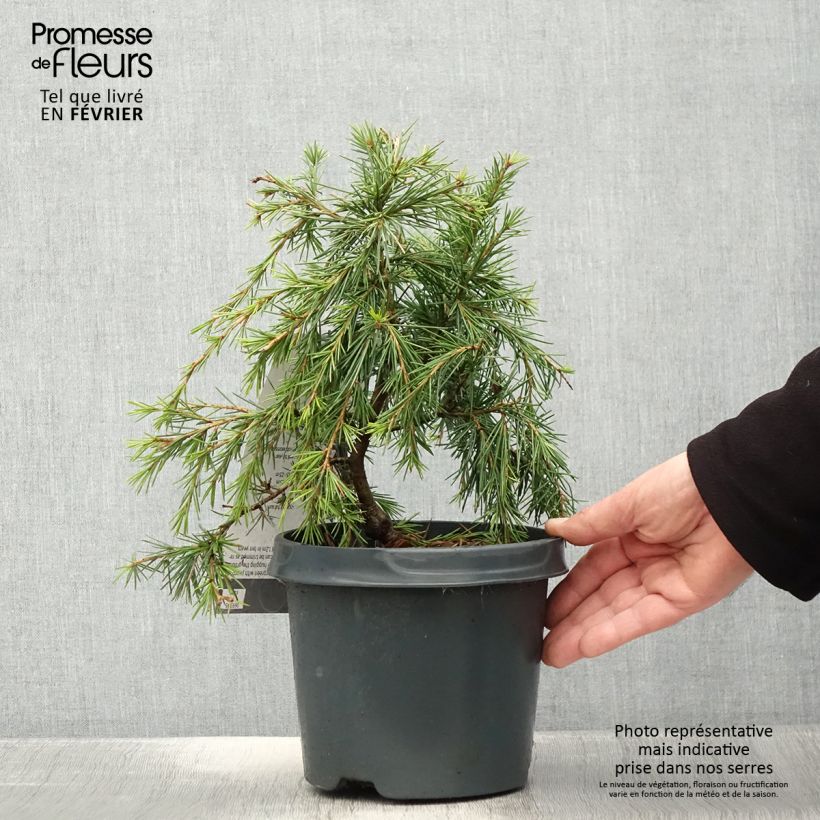 Spécimen de Cèdre de l'Himalaya Feeling Blue - Cedrus deodara  Pot de 3L/4L tel que livré en hiver