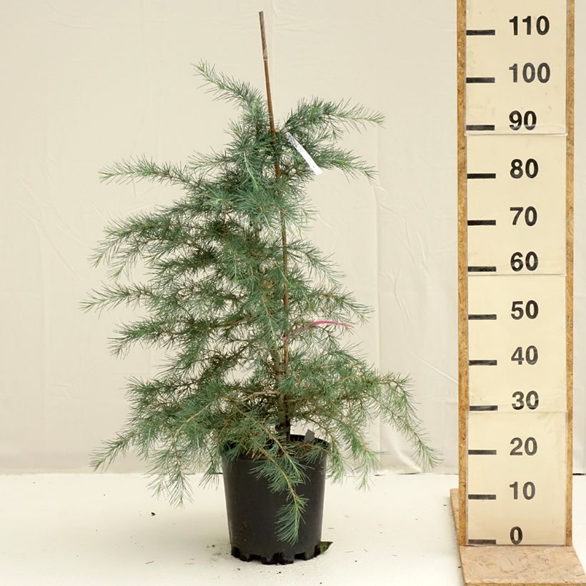 Spécimen de Cèdre de l'Himalaya Pendula - Cedrus deodara Pot de 7,5L/10L tel que livré au printemps