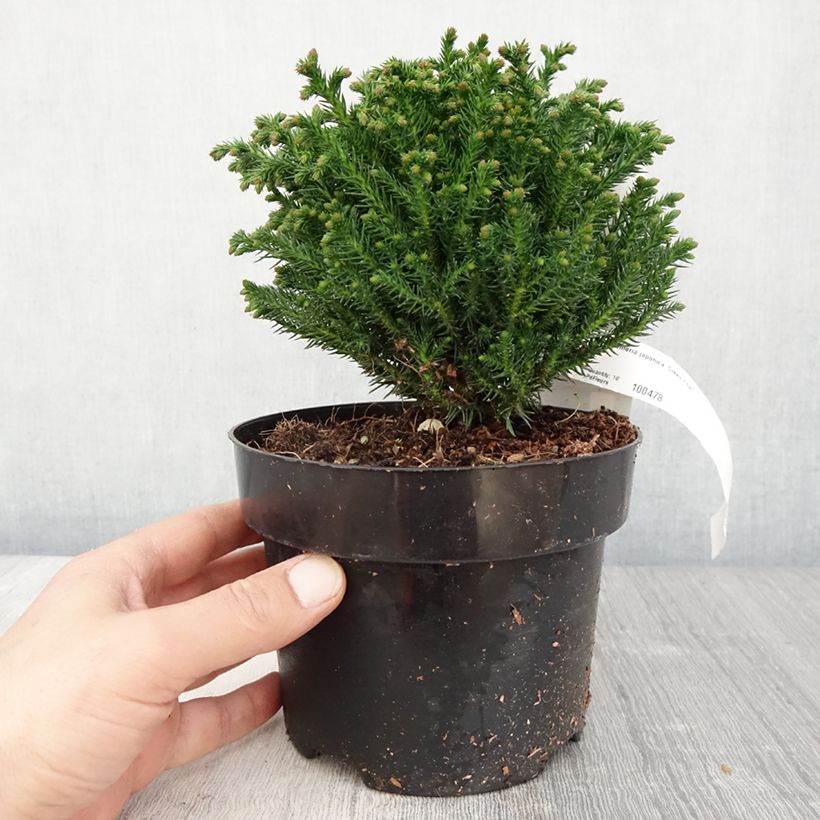 Spécimen de Cryptomeria japonica Green Pearl - Cèdre du Japon Pot de 2L/3L tel que livré au printemps