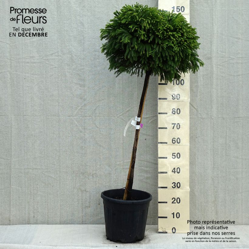 Spécimen de Cryptomeria japonica Globosa Nana - Cèdre du Japon  Pot de 12L/15L, Tige de 80 cm tel que livré en hiver