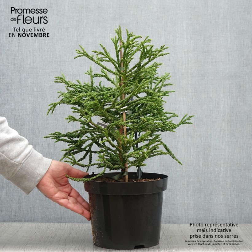 Spécimen de Cryptomeria japonica Spiralis - Cèdre du Japon Pot de 4L/5L tel que livré en automne