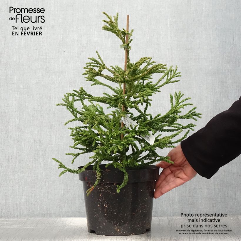 Spécimen de Cryptomeria japonica Spiralis - Cèdre du Japon Pot de 4L/5L tel que livré en hiver