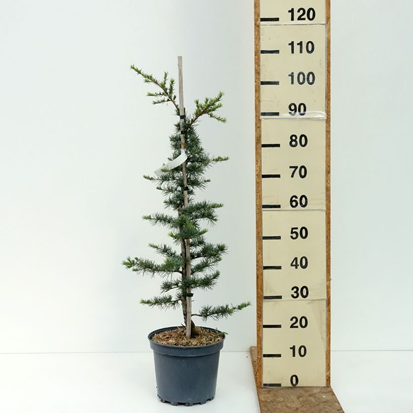 Spécimen de Cèdre du Liban - Cedrus libani Pot de 7,5L/10L, Buisson tel que livré en été