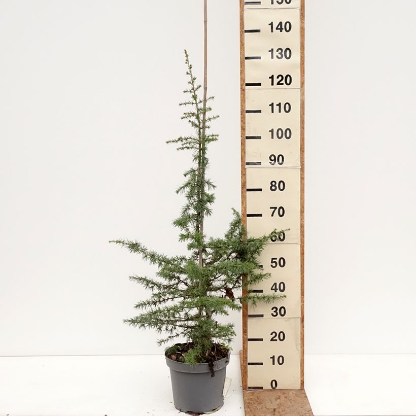 Spécimen de Cèdre du Liban - Cedrus libani Pot de 7,5L/10L, Tige, Tige de 1m tel que livré en hiver