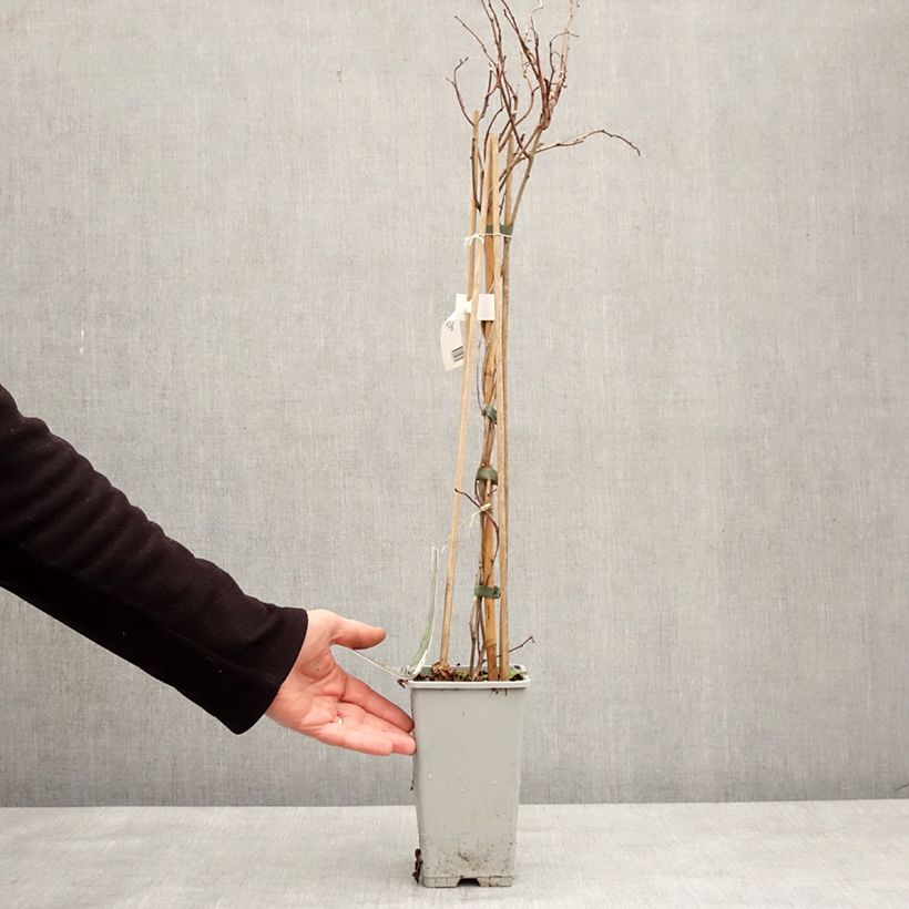 Spécimen de Celastrus orbiculatus Diana - Célastre ou Bourreau des arbres (femelle) Pot de 2L/3L tel que livré en hiver