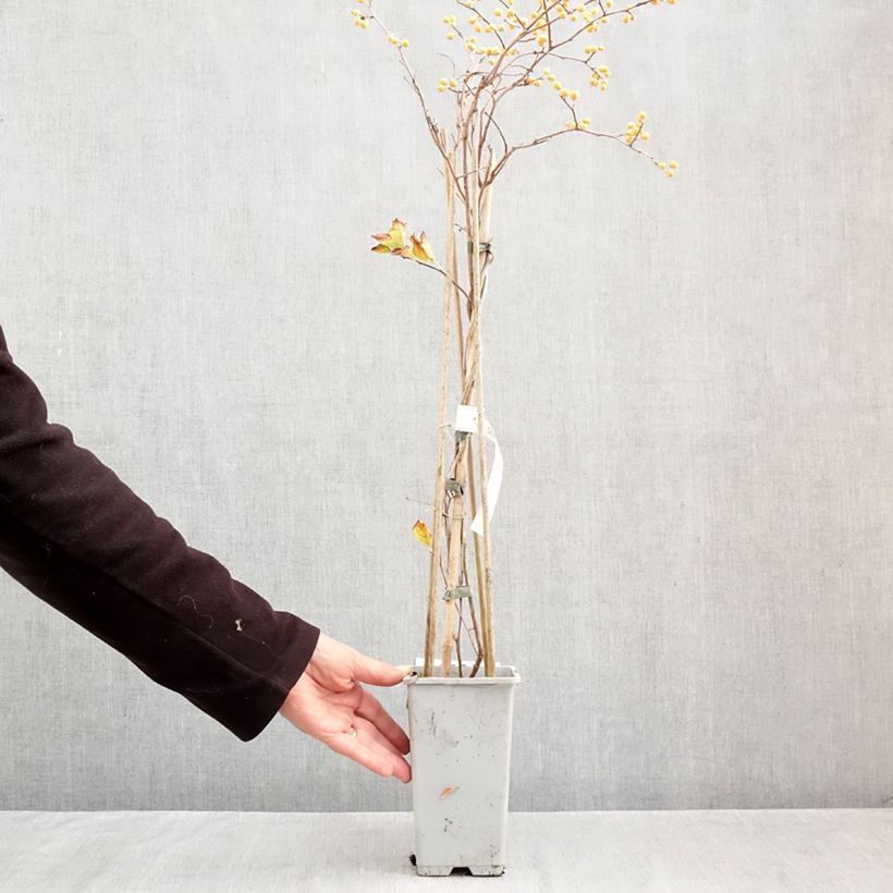 Spécimen de Celastrus orbiculatus Diana - Célastre ou Bourreau des arbres (femelle) Pot de 2L/3L tel que livré en automne