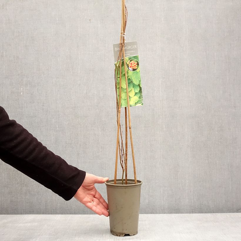 Spécimen de Celastrus orbiculatus Hercules - Célastre ou Bourreau des arbres (mâle) Pot de 2L/3L tel que livré en hiver