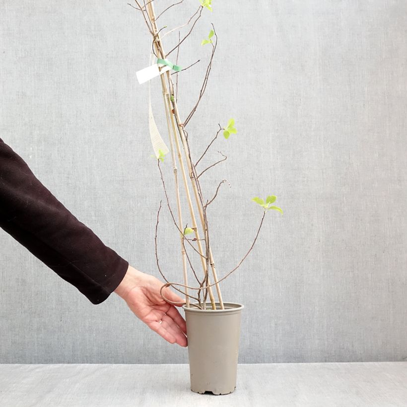 Spécimen de Celastrus orbiculatus Hercules - Célastre ou Bourreau des arbres (mâle) Pot de 2L/3L tel que livré en automne