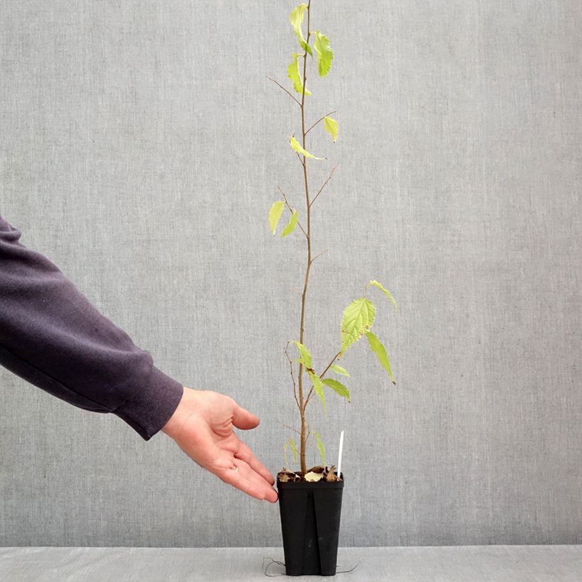 Spécimen de Celtis australis - Micocoulier de Provence Godet de 8/9 cm tel que livré en automne