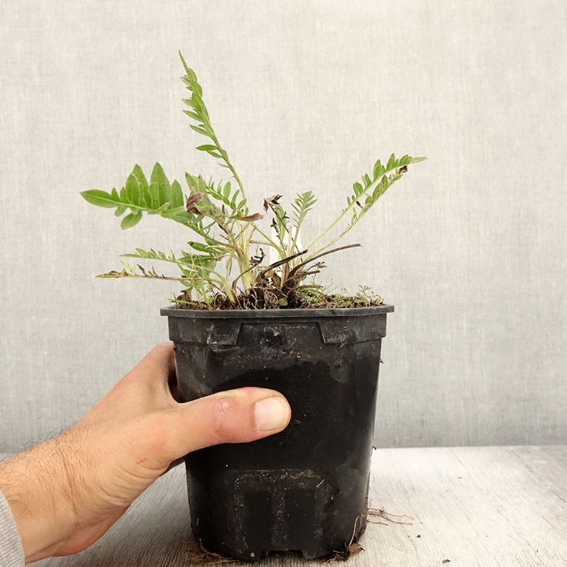 Spécimen de Centaurea atropurpurea - Centaurée pourpre Pot de 2L/3L tel que livré en automne