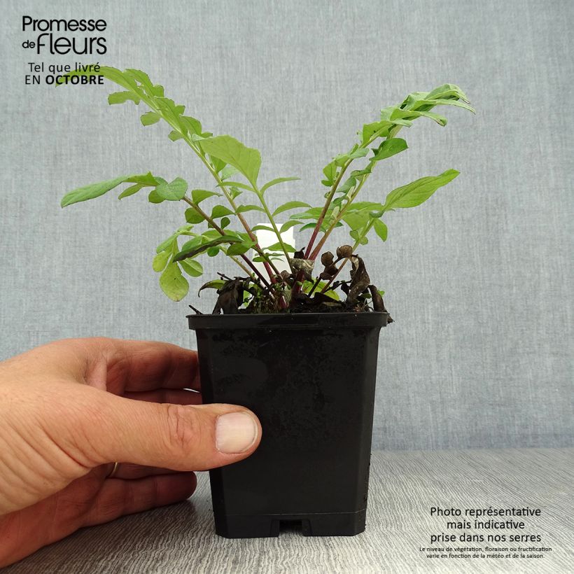 Spécimen de Centaurea dealbata - Centaurée de Perse Godet de 8/9 cm tel que livré en automne
