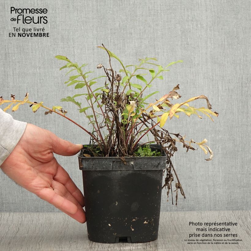 Spécimen de Centaurea dealbata - Centaurée de Perse Pot de 2L/3L tel que livré en automne