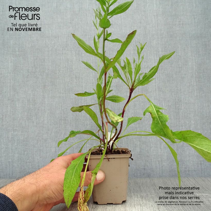 Spécimen de Centaurea jacea - Centaurée jacée Godet de 8/9 cm tel que livré en automne