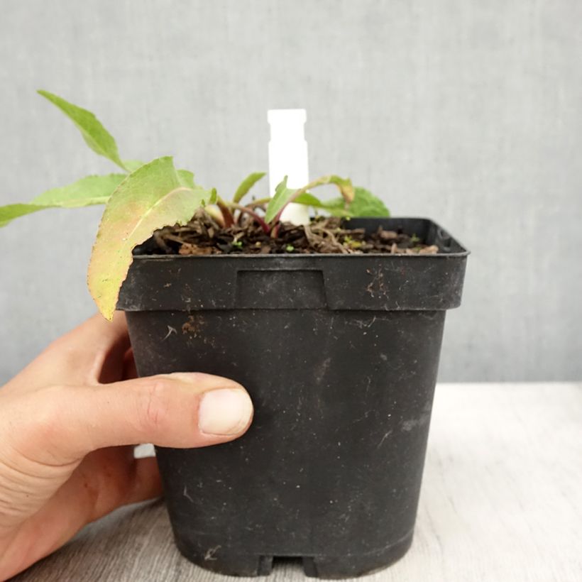 Spécimen de Centaurea macrocephala - Centaurée jaune Pot de 2L/3L tel que livré en automne