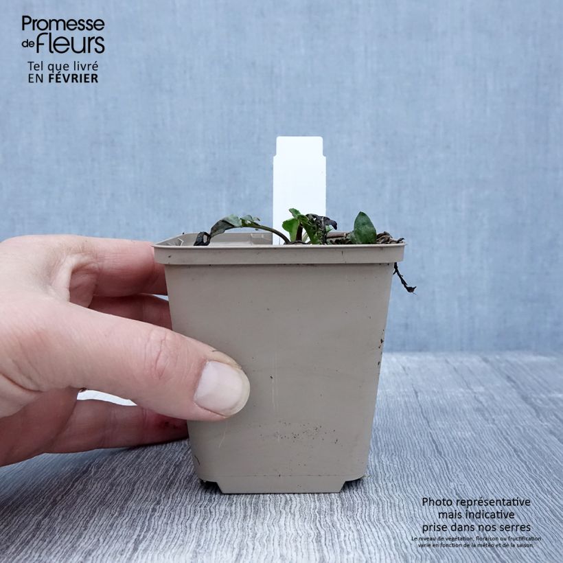 Spécimen de Centaurea orientalis - Centaurée d'Orient Godet de 8/9 cm tel que livré en hiver