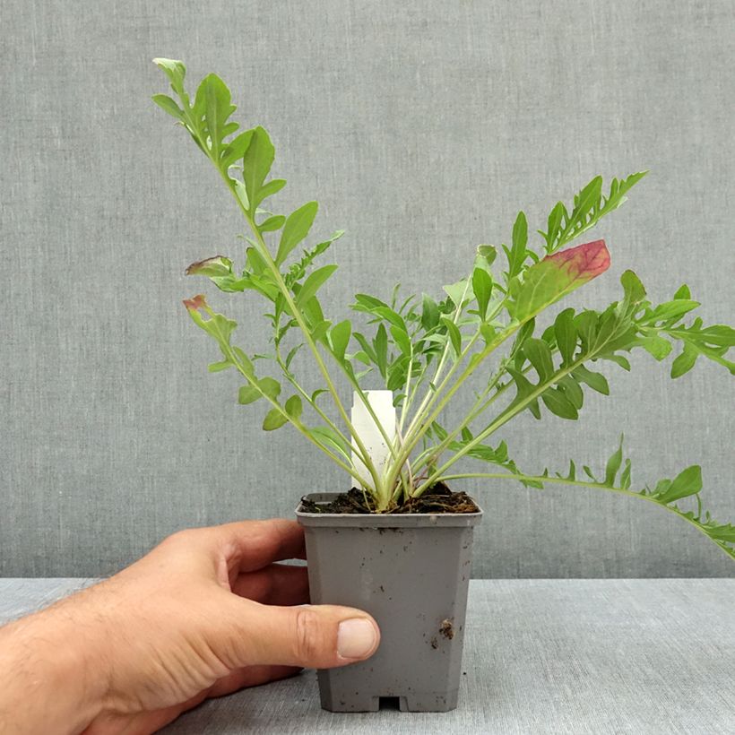 Spécimen de Centaurea scabiosa - Centaurée scabieuse Godet de 8/9 cm tel que livré en été