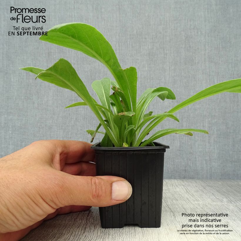 Spécimen de Centaurée Caramia - Centaurea (x) montana Godet de 8/9 cm tel que livré en automne