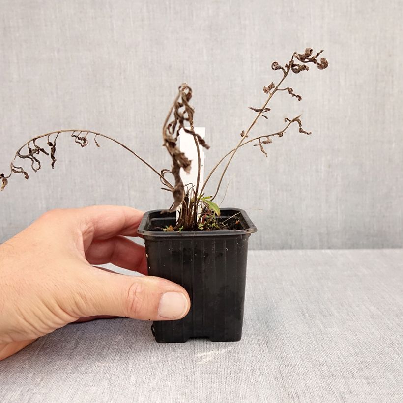 Spécimen de Centaurée, Centaurea ruthenica Godet de 8/9 cm tel que livré en automne