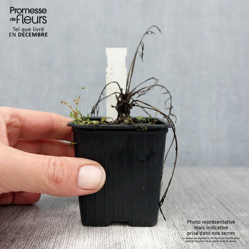 Spécimen de Centaurée, Centaurea ruthenica Godet de 8/9 cm tel que livré en hiver