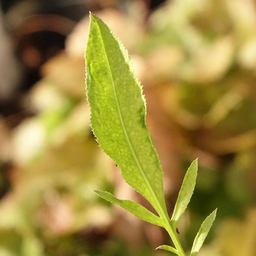 Centaurée, Centaurea ruthenica (Feuillage)