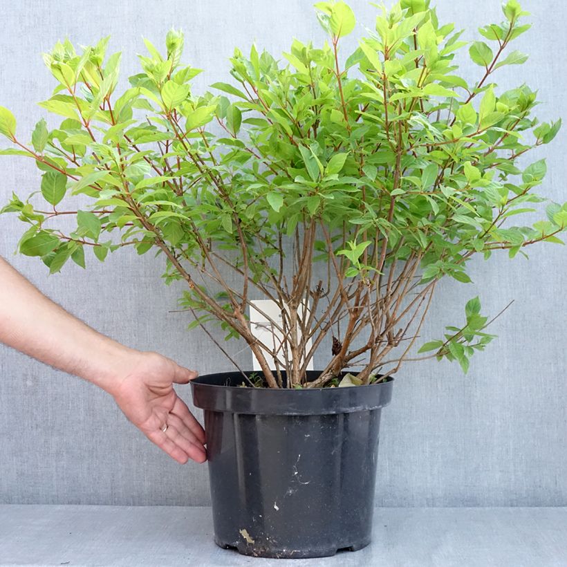 Spécimen de Cephalanthus occidentalis - Bois-bouton Pot de 7,5L/10L tel que livré au printemps