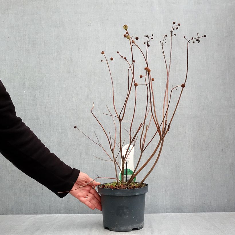 Spécimen de Cephalanthus occidentalis - Bois-bouton Pot de 3L/4L tel que livré en automne