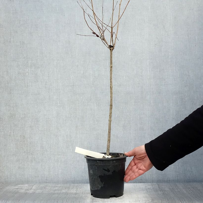 Spécimen de Cephalanthus occidentalis - Bois-bouton Pot de 3L/4L, Tige de 50 cm tel que livré en automne