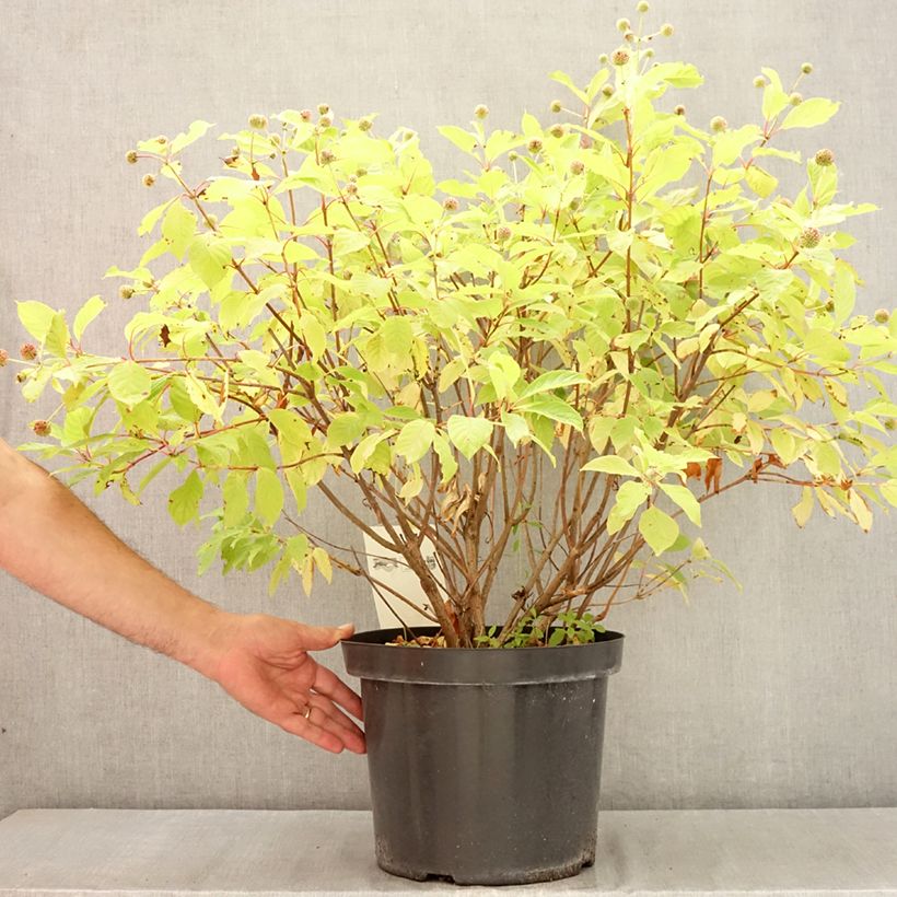 Spécimen de Cephalanthus occidentalis - Bois-bouton Pot de 7,5L/10L tel que livré en été