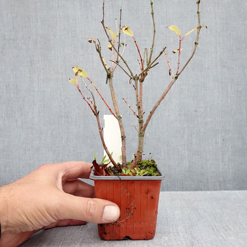 Spécimen de Cephalanthus occidentalis Moonlight Fantasy Godet de 8/9 cm tel que livré en automne