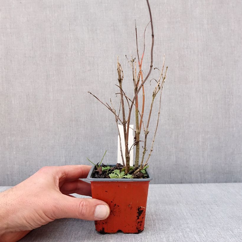 Spécimen de Cephalanthus occidentalis Moonlight Fantasy Godet de 8/9 cm tel que livré en hiver