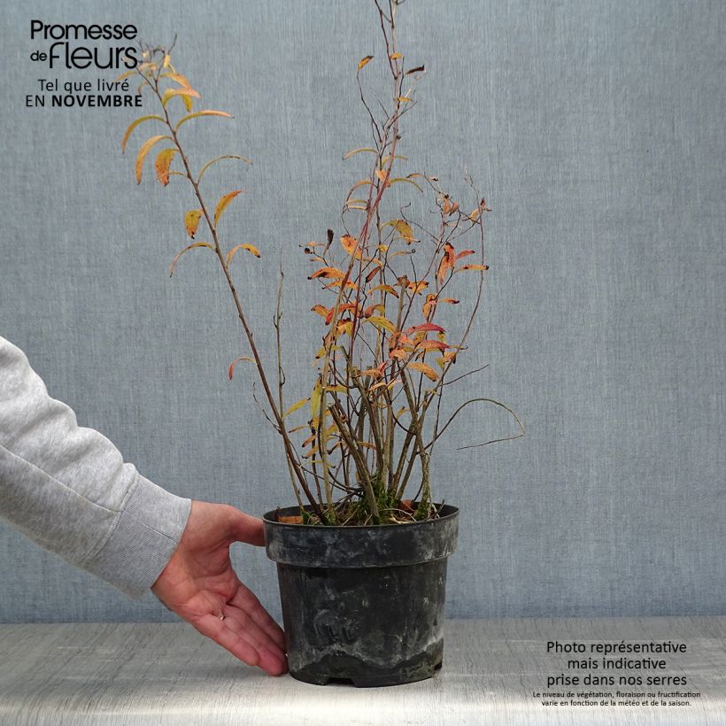 Spécimen de Cephalanthus occidentalis Sugar Shack Pot de 2L/3L tel que livré en automne