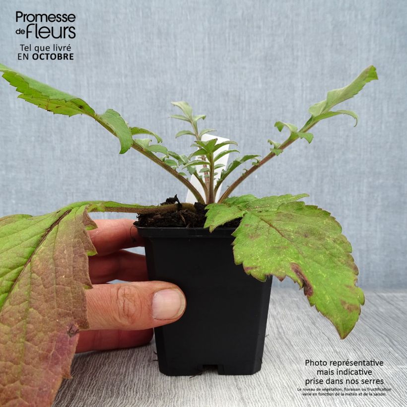 Spécimen de Cephalaria gigantea - Scabieuse géante Godet de 8/9 cm tel que livré en automne