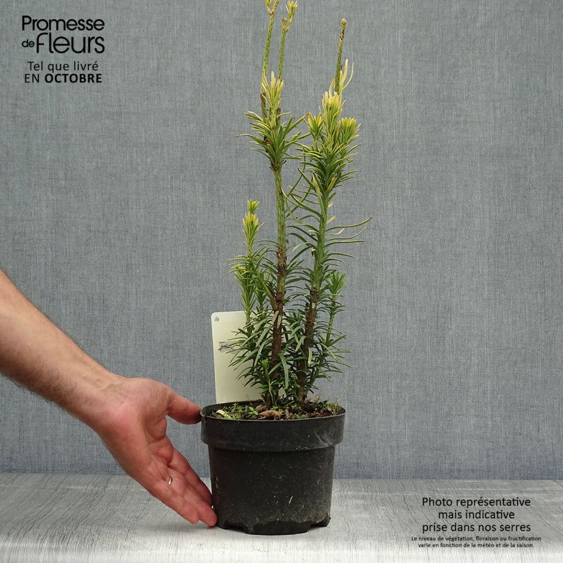 Spécimen de Cephalotaxus harringtonia Korean Gold - Pin japonais à queue de vache        Pot de 2L/3L tel que livré en automne