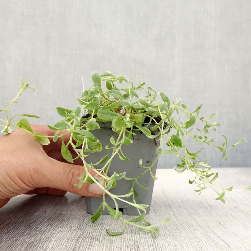 Spécimen de Cerastium biebersteinii - Oreille de souris  Godet de 8/9 cm tel que livré en automne
