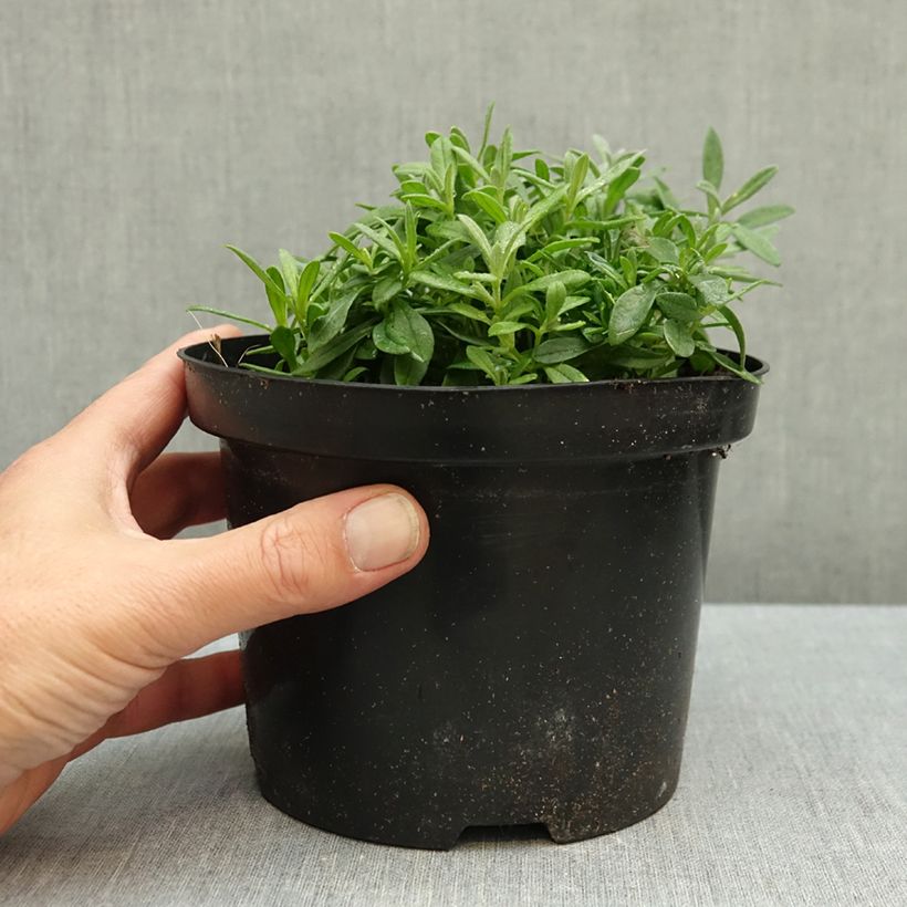 Spécimen de Cerastium biebersteinii - Oreille de souris  Pot de 2L/3L tel que livré en automne