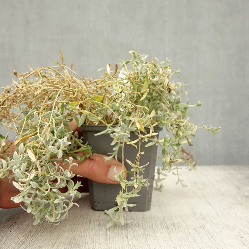 Spécimen de Cerastium tomentosum var. columnae - Oreille de souris - Céraiste Columnae Godet de 8/9 cm tel que livré en automne
