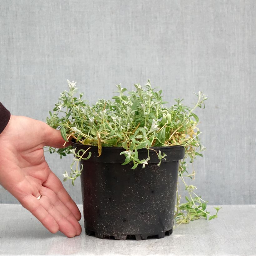 Spécimen de Cerastium tomentosum var. columnae - Oreille de souris - Céraiste Columnae Pot de 2L/3L tel que livré en automne