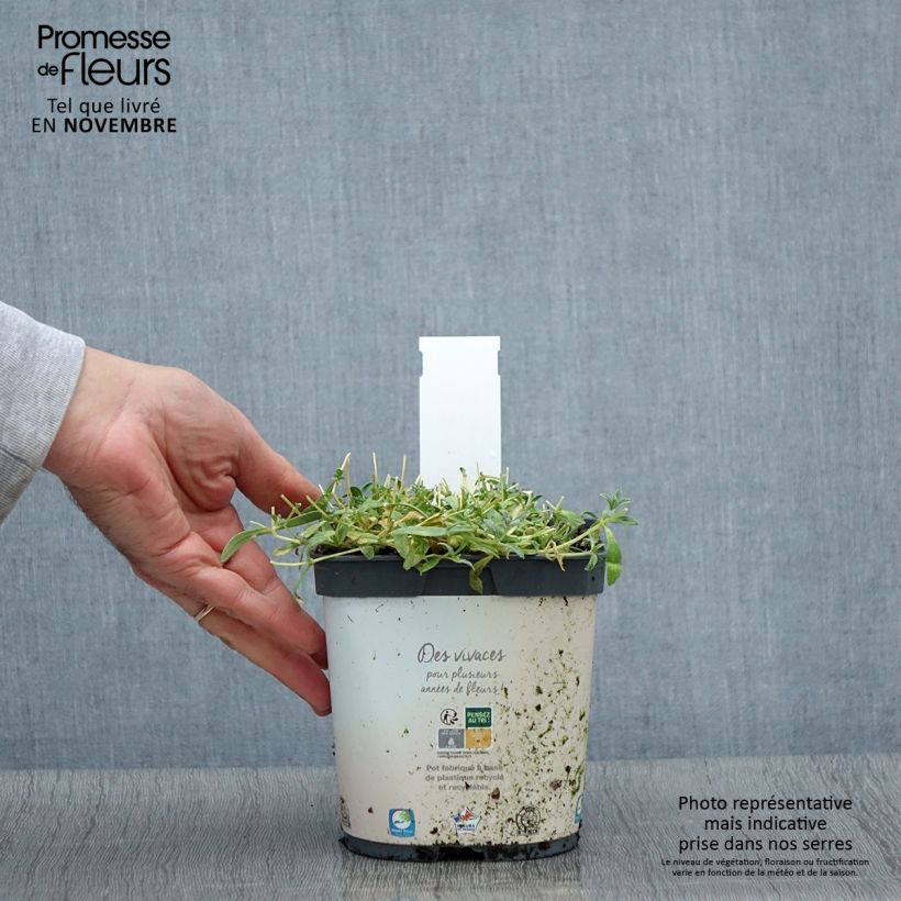 Spécimen de Cerastium tomentosum Yo Yo - Oreille de souris Pot de 2L/3L tel que livré en automne