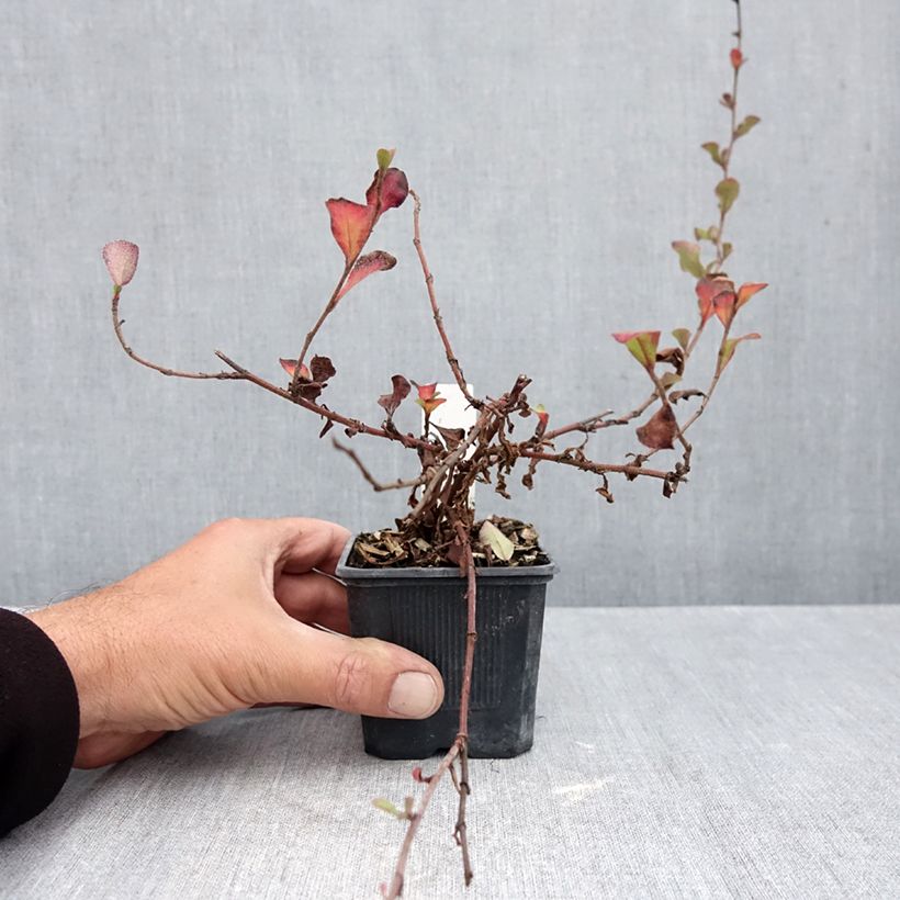 Spécimen de Ceratostigma griffithii, Dentelaire Godet de 8/9 cm tel que livré en automne