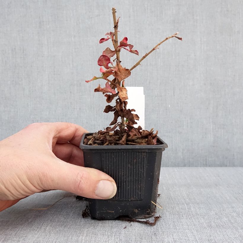 Spécimen de Ceratostigma griffithii, Dentelaire Godet de 8/9 cm tel que livré en hiver