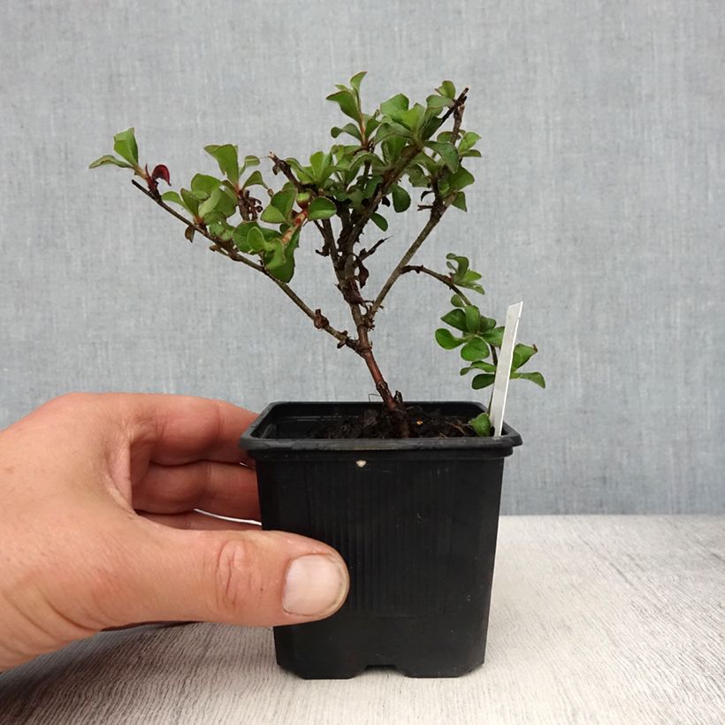 Spécimen de Ceratostigma griffithii, Dentelaire Godet de 8/9 cm tel que livré au printemps