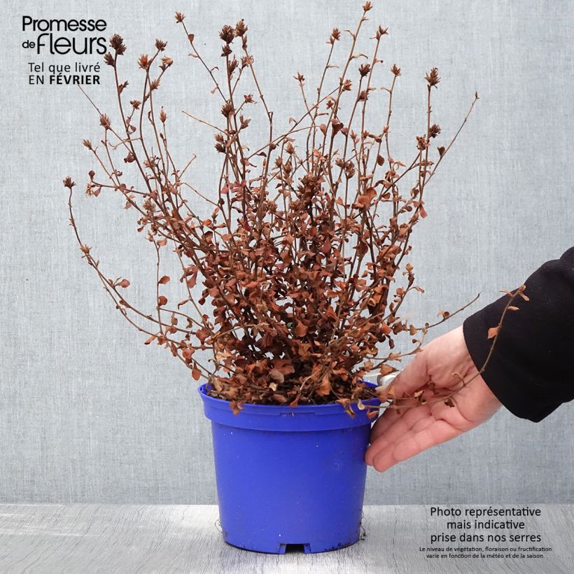 Spécimen de Ceratostigma griffithii, Dentelaire Pot de 2L/3L tel que livré en hiver