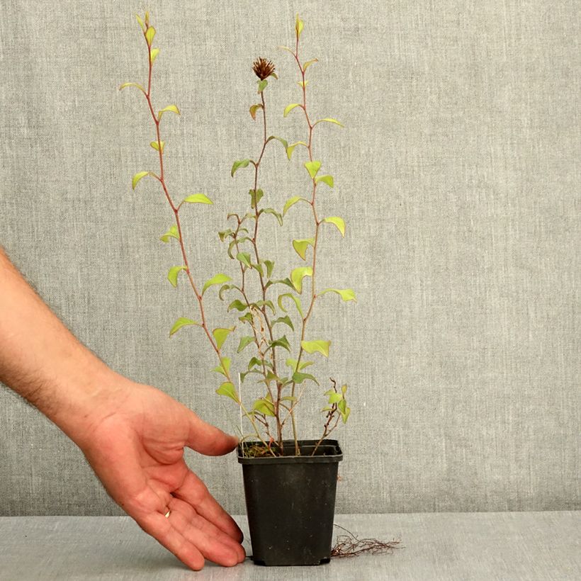 Spécimen de Ceratostigma willmottianum - Dentelaire Godet de 8/9 cm tel que livré en été