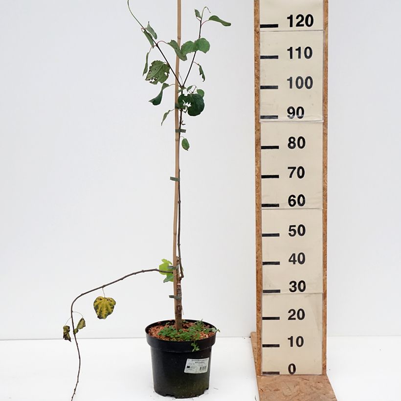 Spécimen de Cercidiphyllum japonicum Amazing Grace - Arbre à caramel pleureur Pot de 7,5L/10L tel que livré en automne