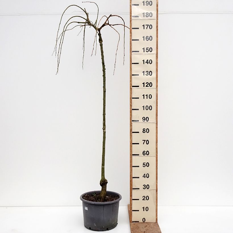 Spécimen de Cercidiphyllum japonicum Pendulum - Arbre à caramel Pot de 7,5L/10L, Baliveau tel que livré en hiver